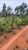 Fazenda, 6000 hectares - Foto 1
