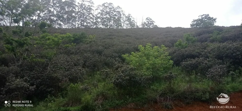Sítio, 24 hectares - Foto 12