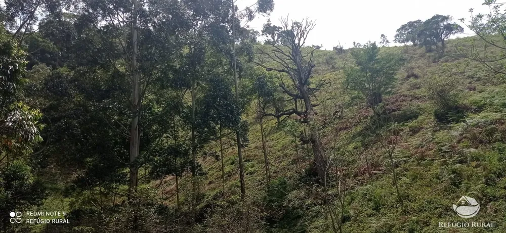 Terreno, 22 hectares - Foto 6