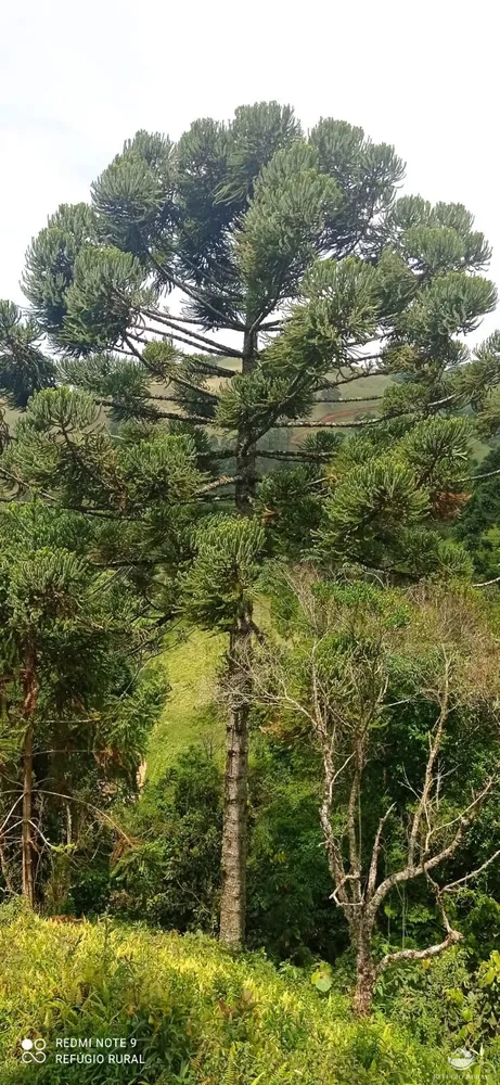Terreno, 22 hectares - Foto 10