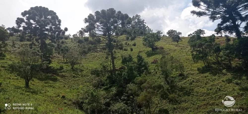 Terreno, 22 hectares - Foto 11