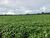Fazenda-Sítio-Chácara, 35000 hectares - Foto 1