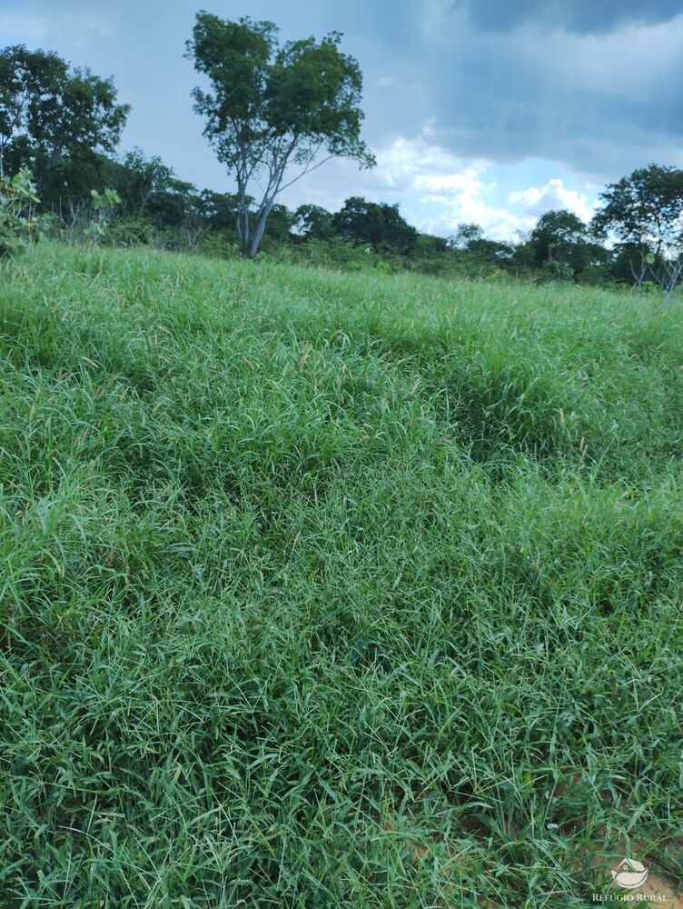 Fazenda, 4000 hectares - Foto 7