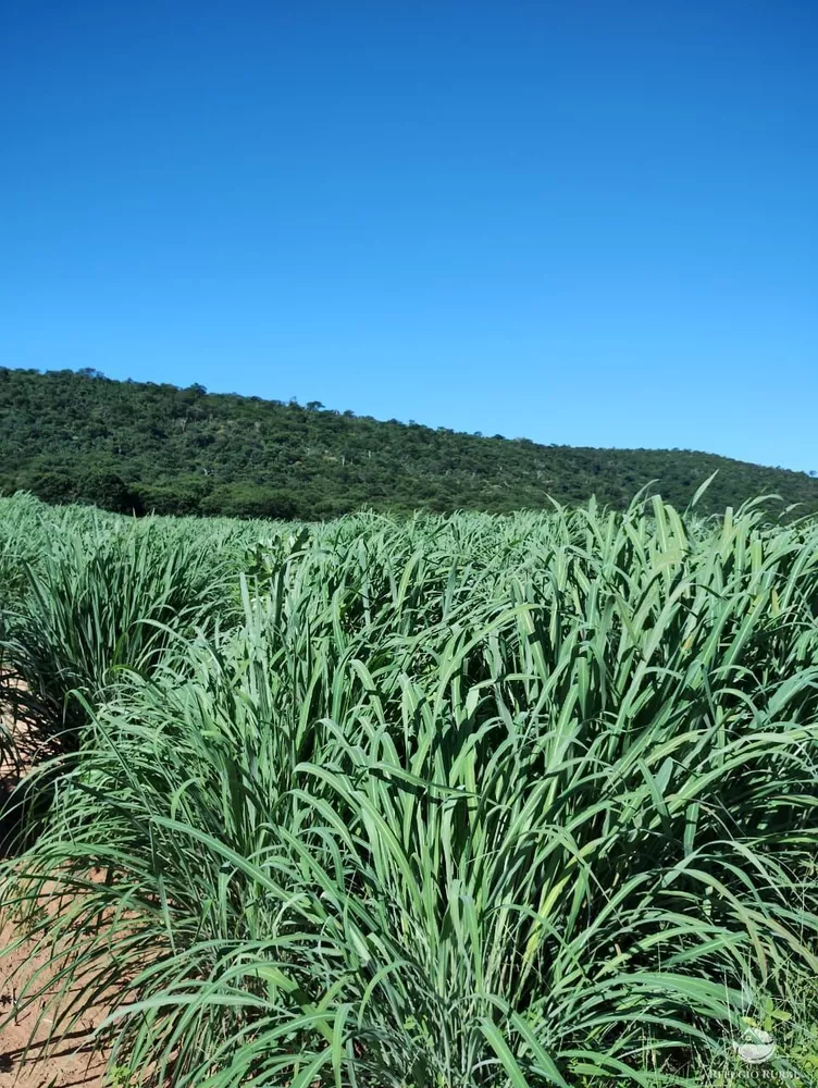 Fazenda, 4000 hectares - Foto 3