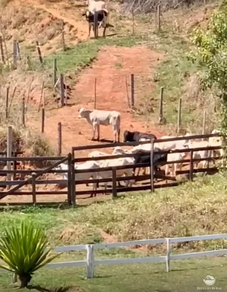 Fazenda, 242 hectares - Foto 10