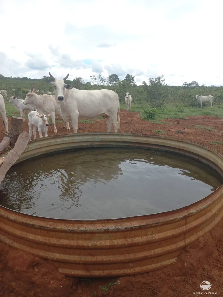 Fazenda, 279 hectares - Foto 3