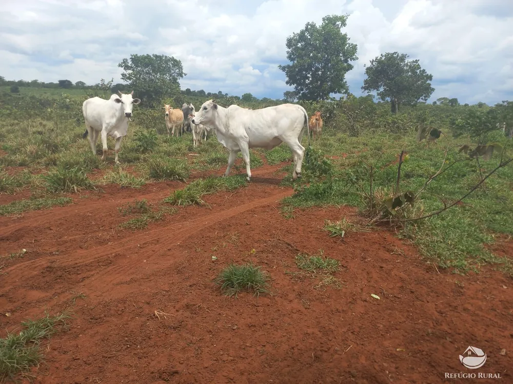Fazenda, 279 hectares - Foto 2