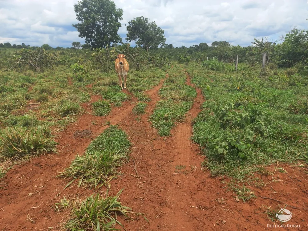 Fazenda, 279 hectares - Foto 6
