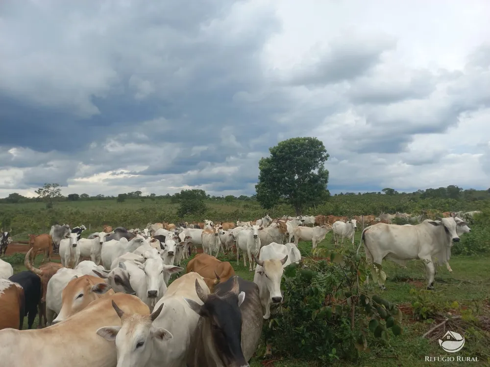 Fazenda, 279 hectares - Foto 3