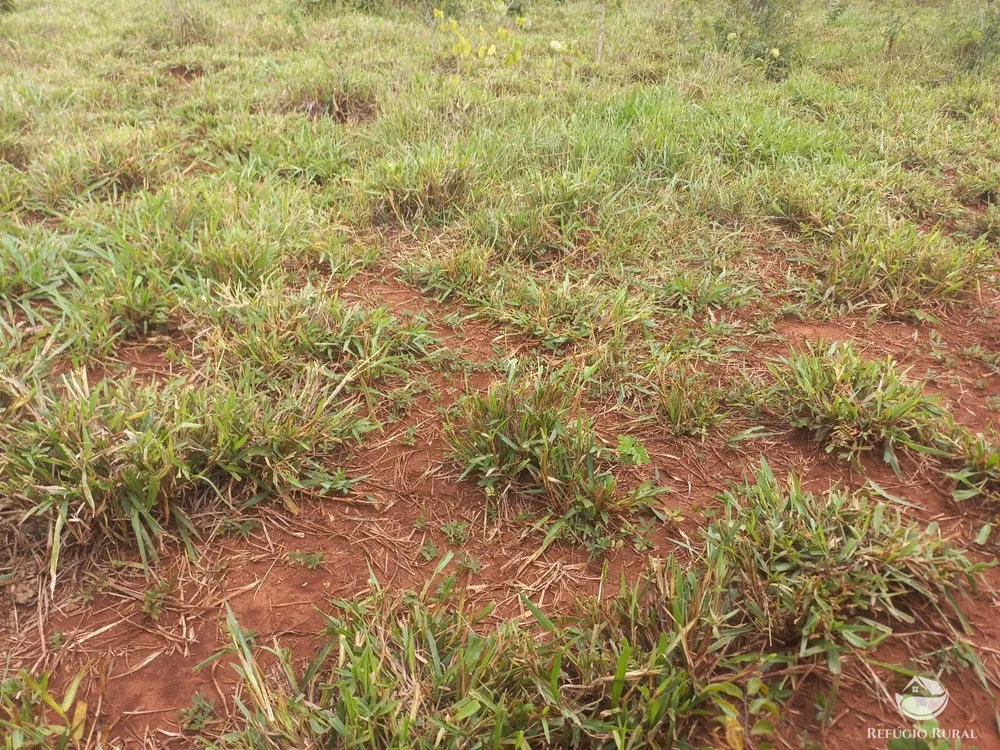Fazenda, 279 hectares - Foto 10