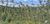 Terreno, 2 hectares - Foto 2