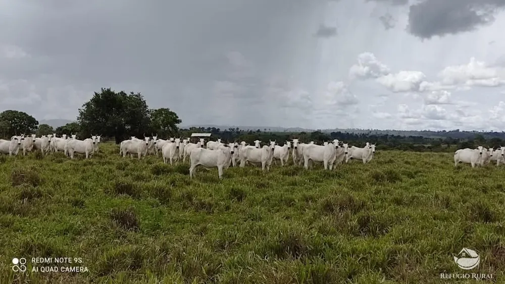 Fazenda, 8567 hectares - Foto 1