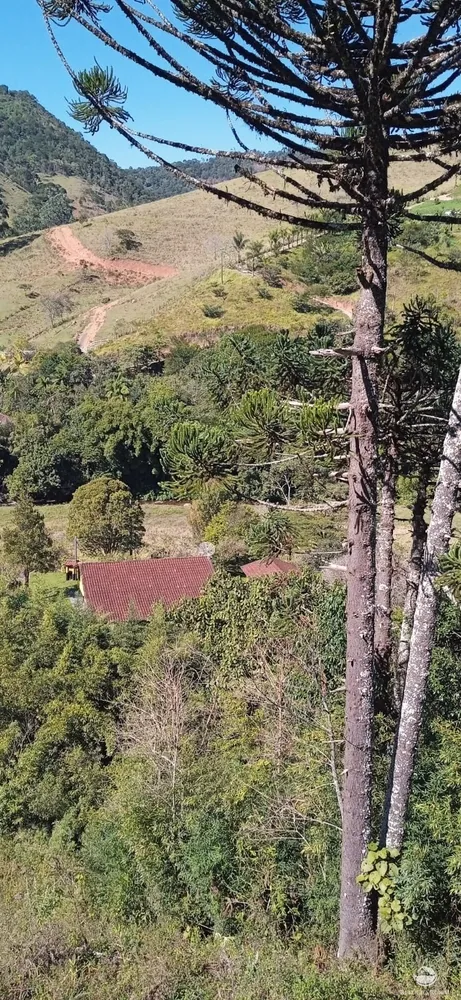Sítio, 10 hectares - Foto 11