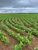 Fazenda, 4405 hectares - Foto 1