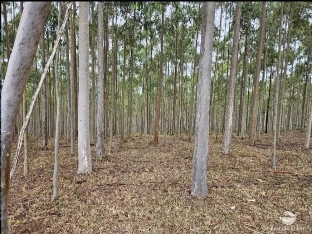 Fazenda, 226 hectares - Foto 3