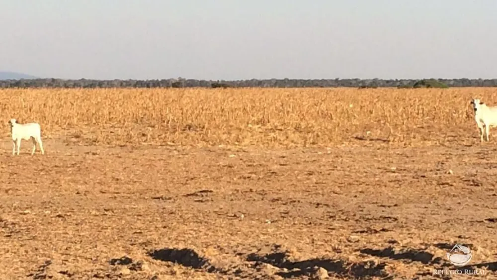 Fazenda, 39154 hectares - Foto 9
