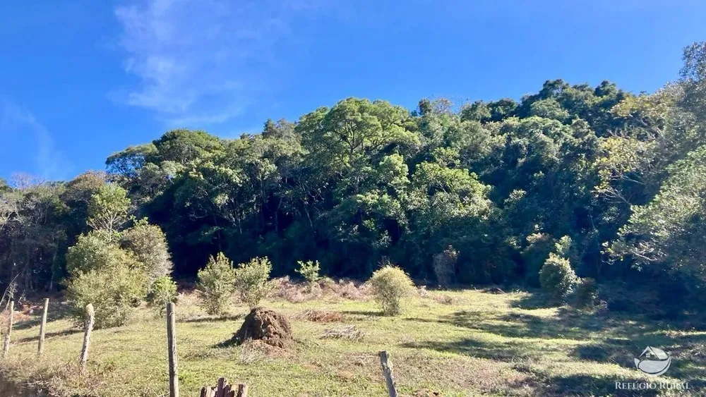 Sítio, 12 hectares - Foto 4