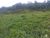Terreno, 2 hectares - Foto 4