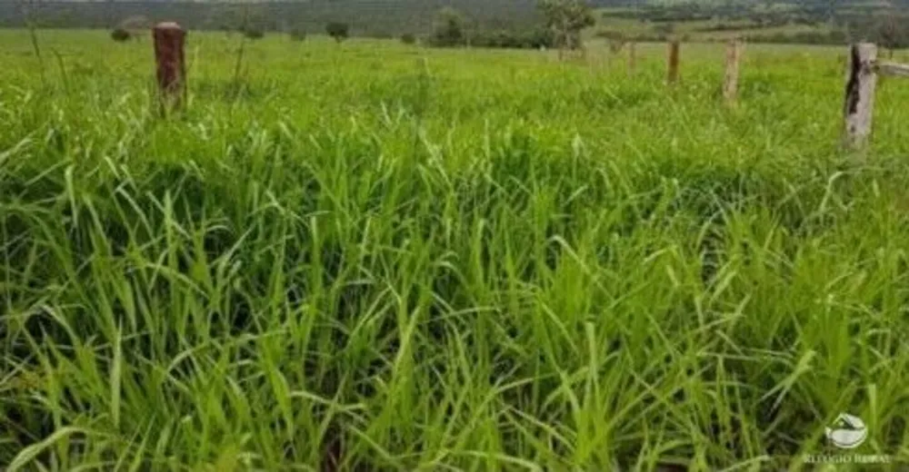 Fazenda, 3150 hectares - Foto 2