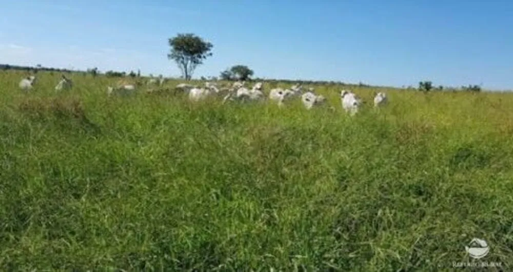 Fazenda, 3150 hectares - Foto 3