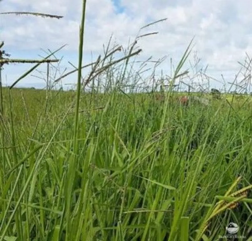 Fazenda, 3150 hectares - Foto 6