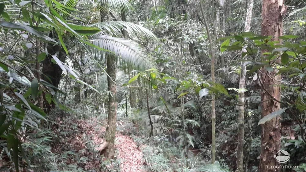 Fazenda, 121 hectares - Foto 11