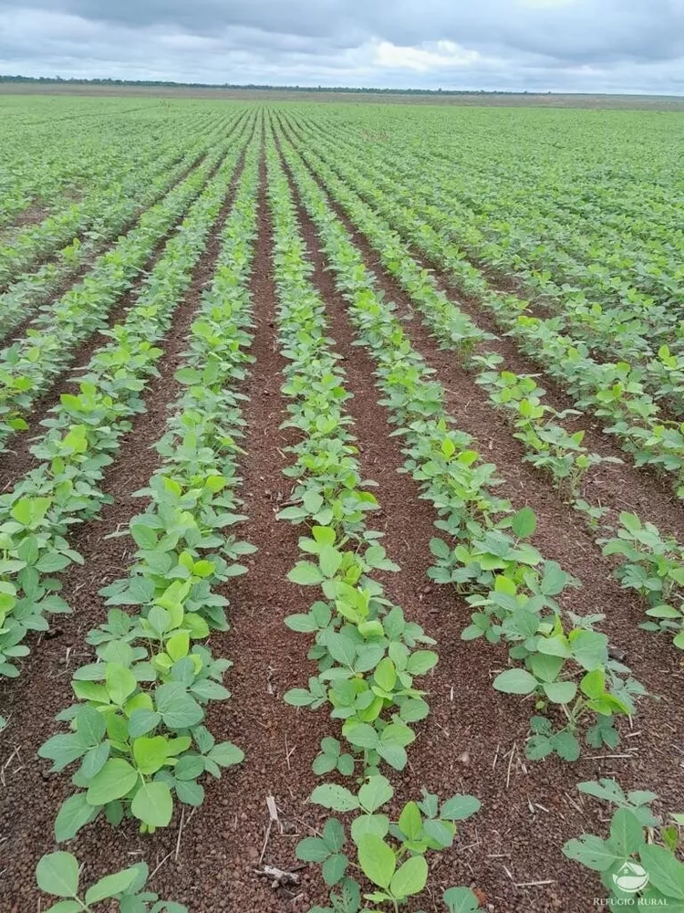 Fazenda, 2150 hectares - Foto 1