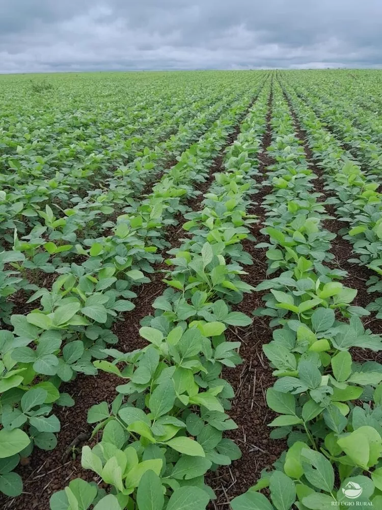Fazenda, 2150 hectares - Foto 2
