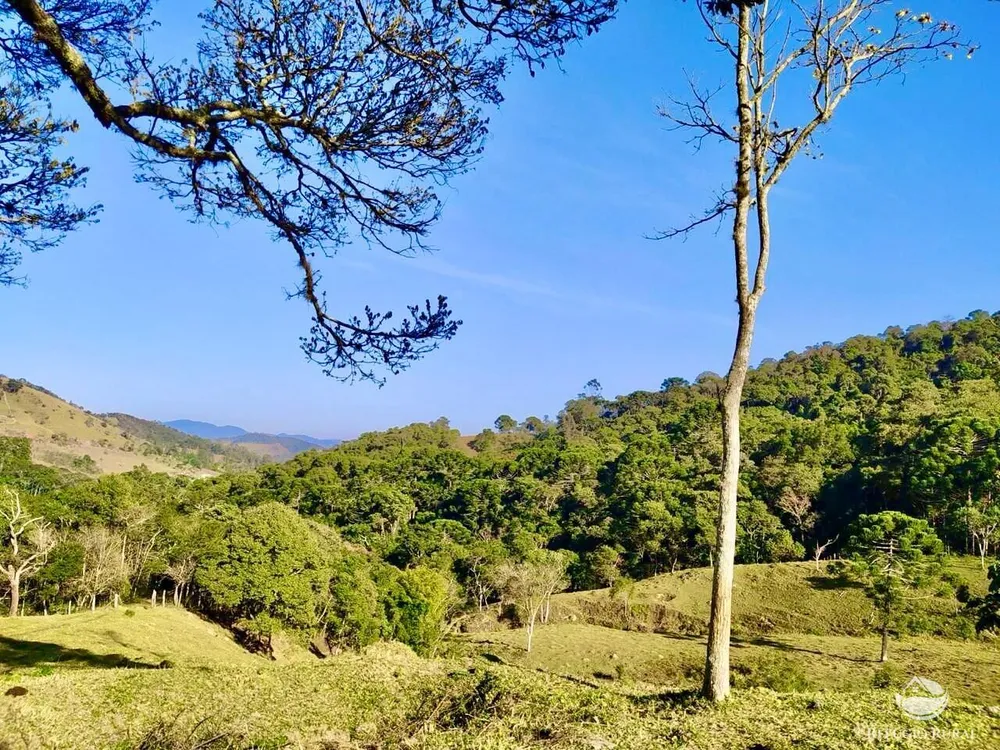Terreno, 4 hectares - Foto 7