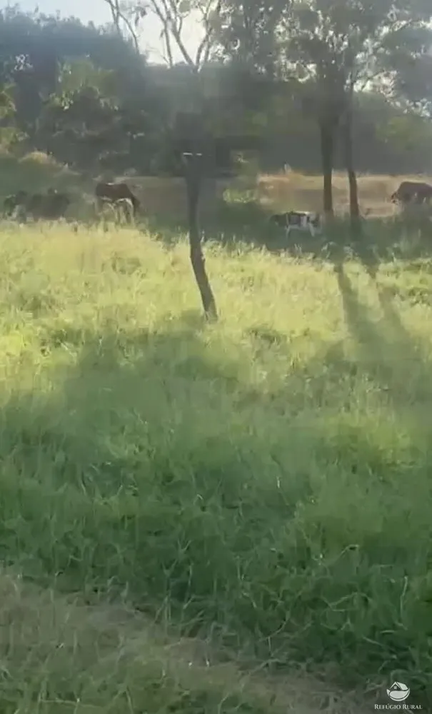 Fazenda, 363 hectares - Foto 6