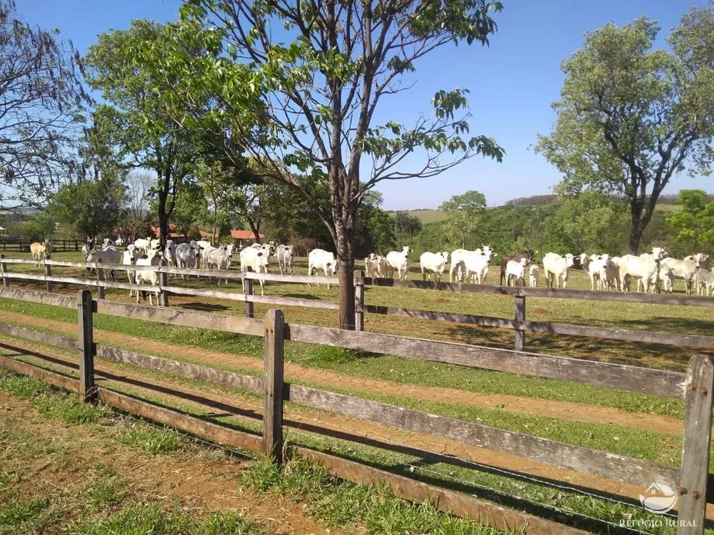 Fazenda, 100 hectares - Foto 10