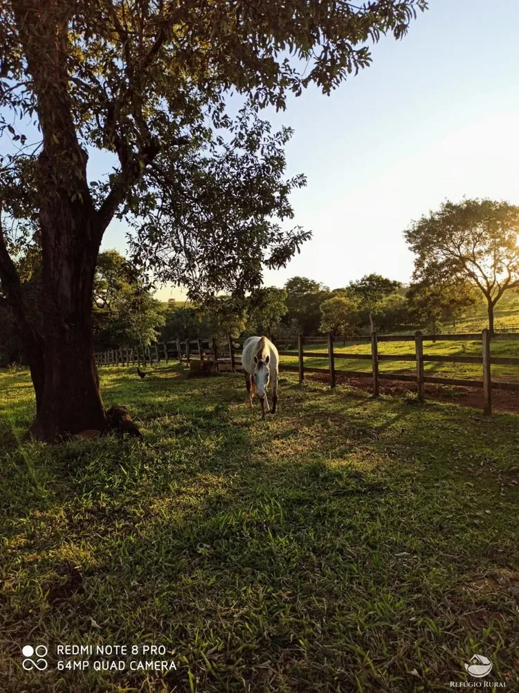 Fazenda, 100 hectares - Foto 6