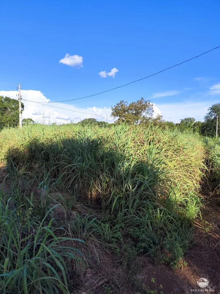 Fazenda, 910 hectares - Foto 16