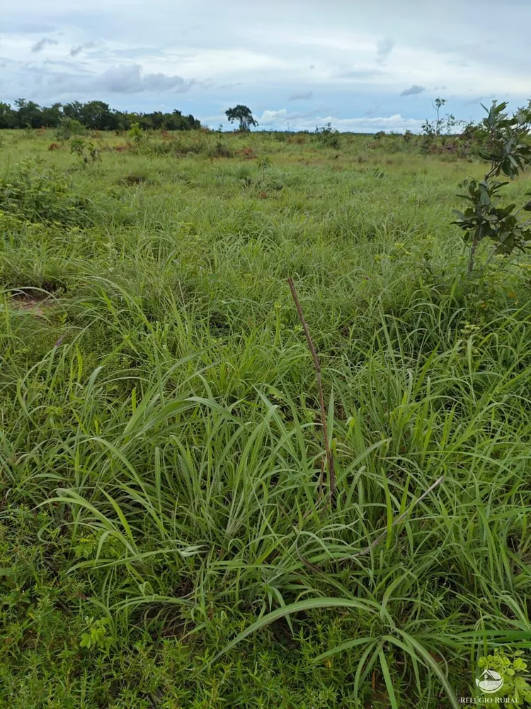 Fazenda, 910 hectares - Foto 7