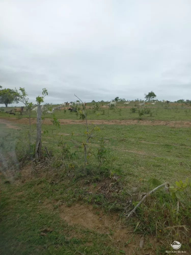 Fazenda, 700 hectares - Foto 3