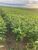 Fazenda-Sítio-Chácara, 3700 hectares - Foto 2