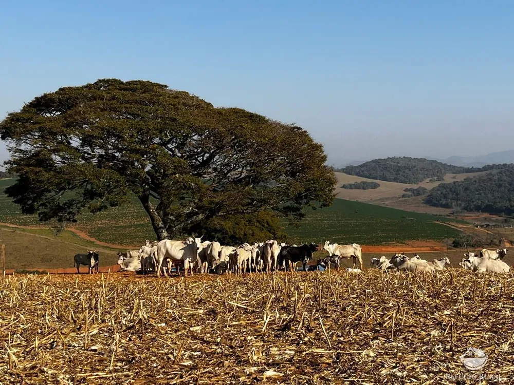 Fazenda, 326 hectares - Foto 1
