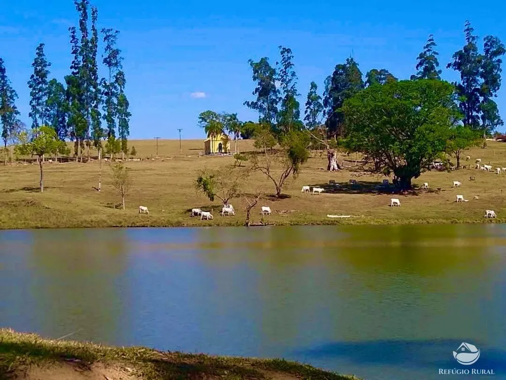Fazenda, 301 hectares - Foto 3