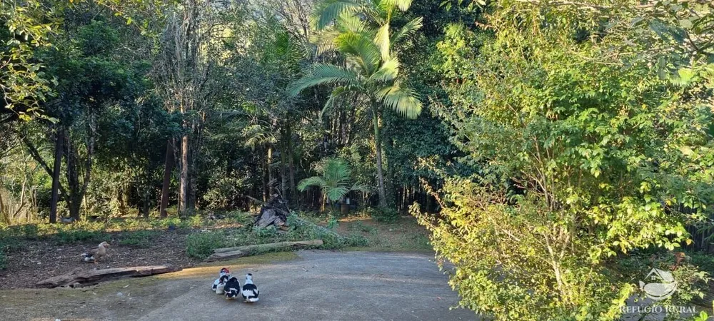 Sítio, 22 hectares - Foto 16