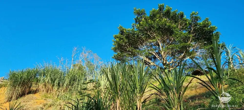 Sítio, 22 hectares - Foto 12