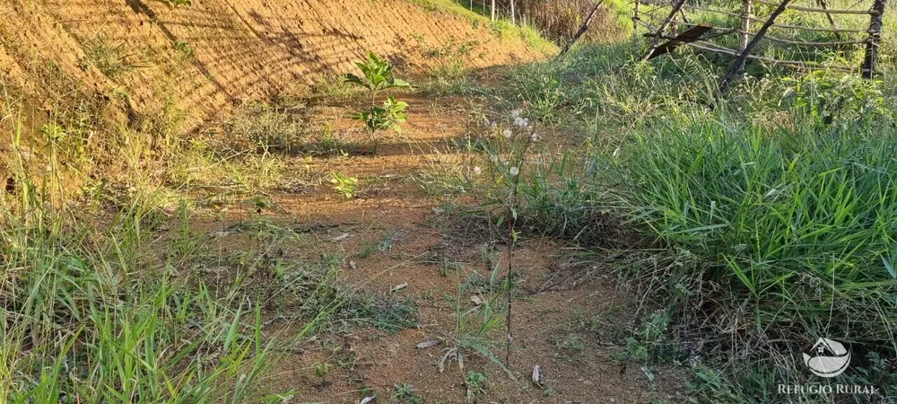 Sítio, 22 hectares - Foto 2