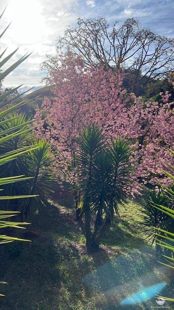 Chácara à venda com 3 quartos, 48400m² - Foto 25