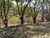 Chácara, 3 quartos, 5 hectares - Foto 17