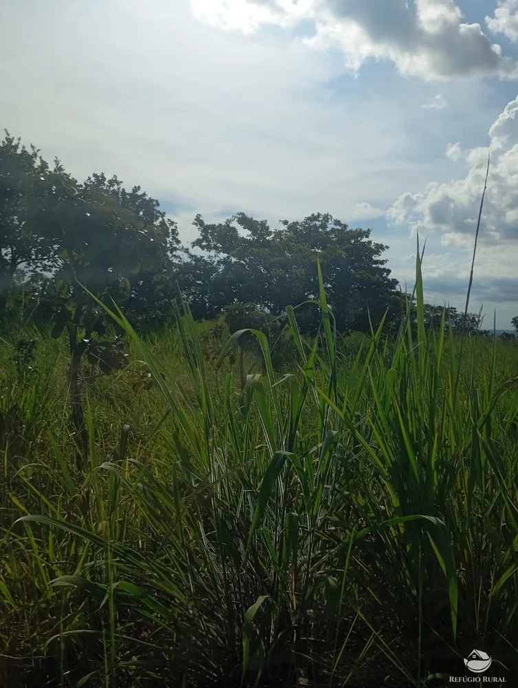 Fazenda, 215 hectares - Foto 11