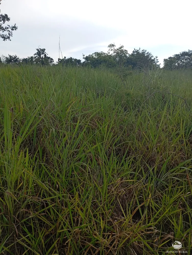 Fazenda, 215 hectares - Foto 7