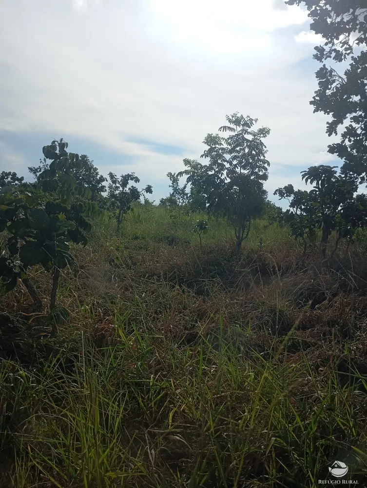 Fazenda, 215 hectares - Foto 3