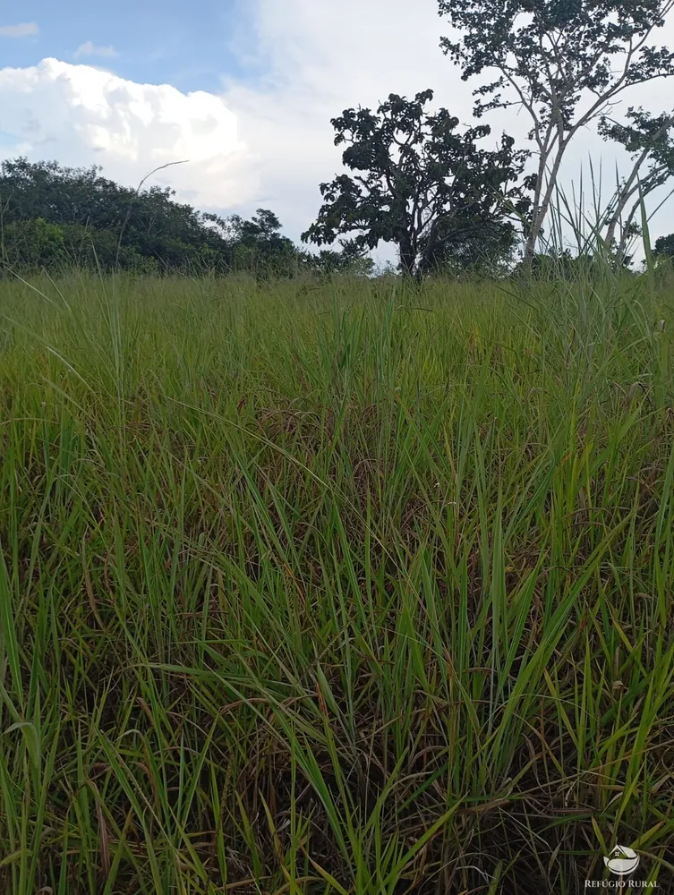 Fazenda, 215 hectares - Foto 8