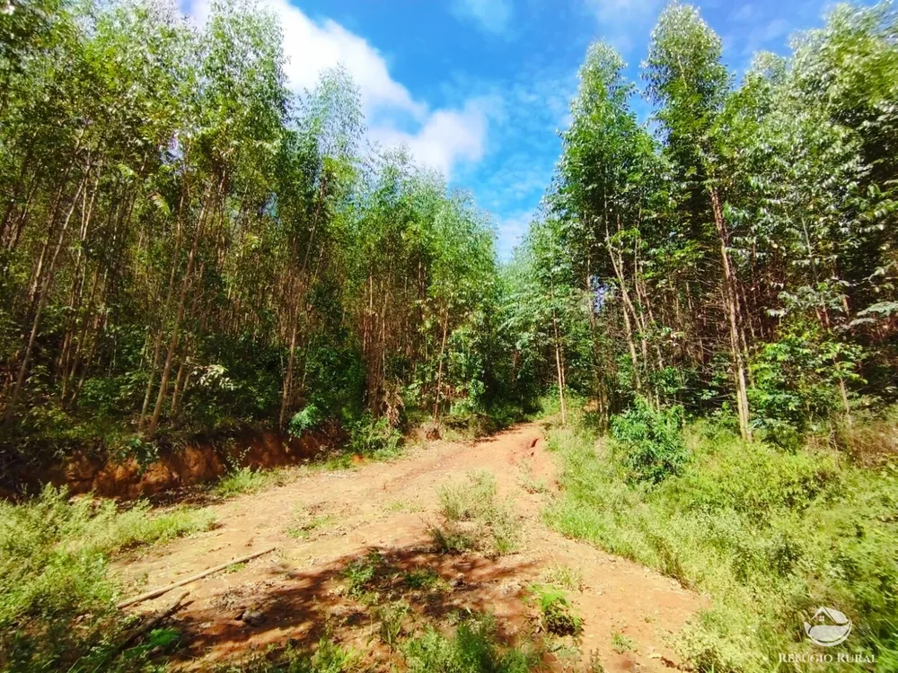 Sítio, 58 hectares - Foto 2