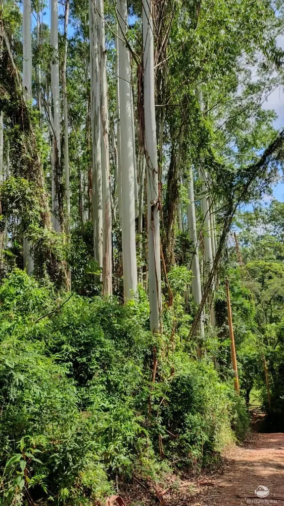 Fazenda, 169 hectares - Foto 1