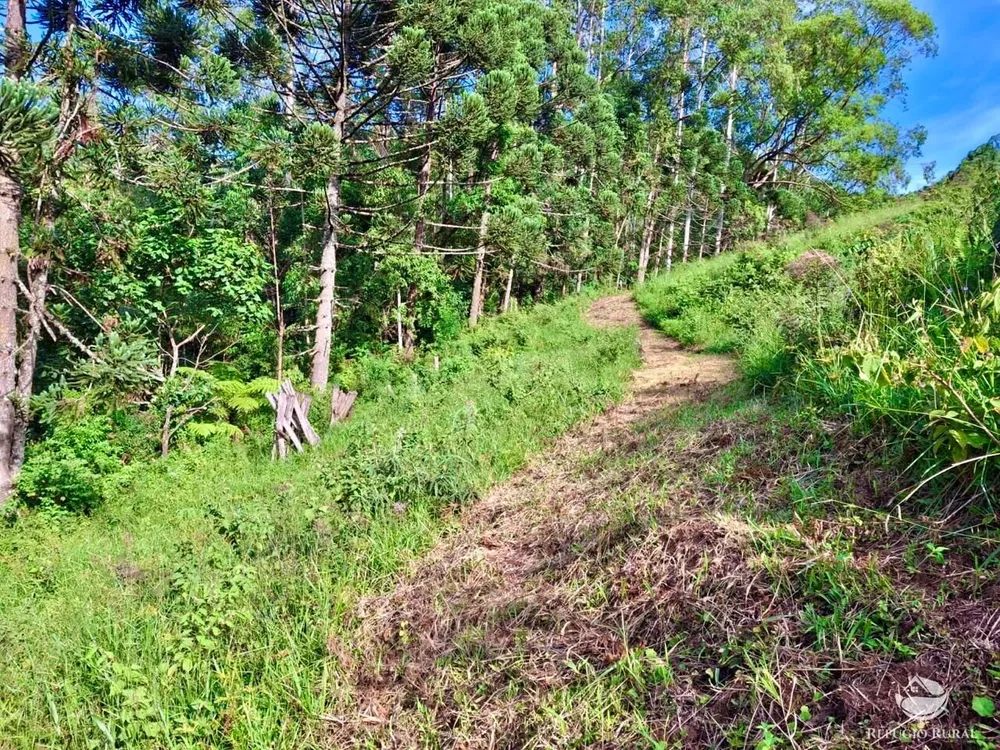 Terreno, 2 hectares - Foto 8